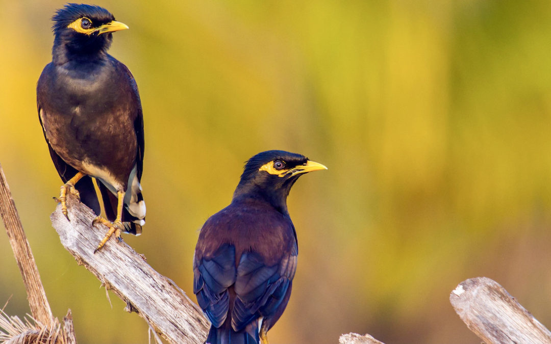 What we need to learn from the Covid Pandemic