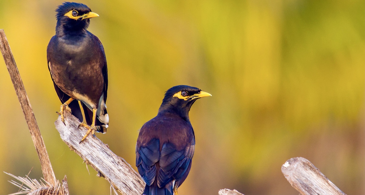 What we need to learn from the Covid Pandemic