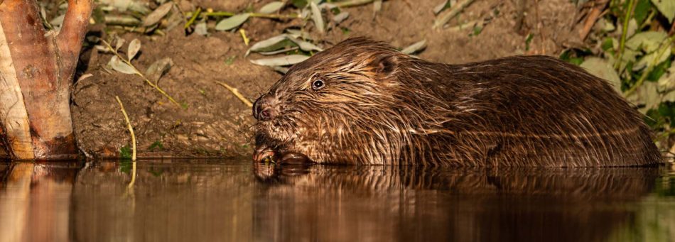 To protect biodiversity we need the Bodhisattva’s compassion